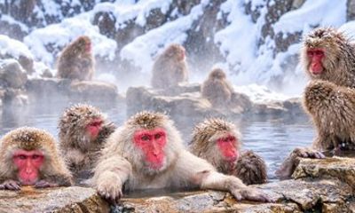 Private Nagano Snow Monkey Tour Jigokudani Zenko ji and Sake