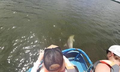 Full-Day Shared Dolphin Watching in Puerto El Morro from Guayaquil