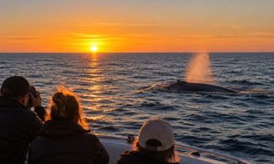 Private Sunrise Whale Watching Tour in San José del Cabo