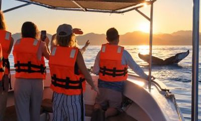 Private Sunset Whale Watching Tour in San José del Cabo