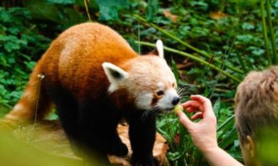 Dublin Zoo Entry Tickets