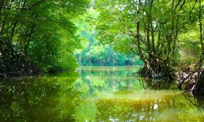 From Ho Chi Minh City: Can Gio Mangrove Birdwatching Tour