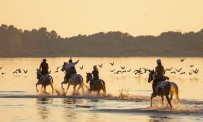 1 Hour Horseback Ride for Experienced Riders