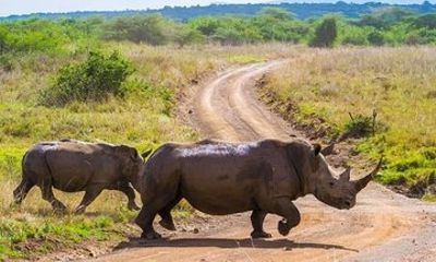 Nairobi National Park Minivan Tour Experience