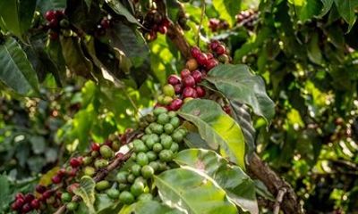 Fairview Coffee Farm Tour from Nairobi