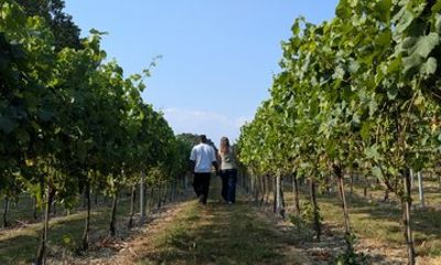 Kent Vineyard Tour Wine Tastings and Light Meal