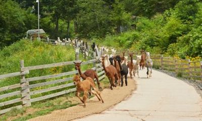 Private Tour of Alpaca World, Rail Bike Adventure and Nami Island