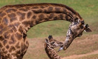 Nairobi National Park, Giraffe Center &Bomas Cultural Dances Show