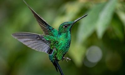 Mindo Cloud Forest Private Tour Birdwatching, Chocolate Coffee