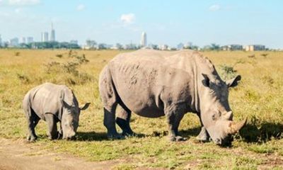 Full Day Lake Nakuru National Park Tour
