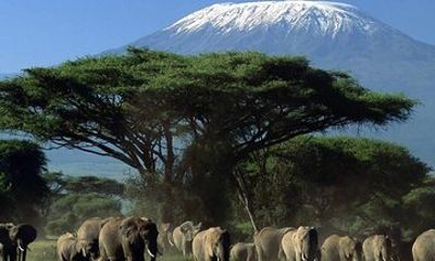 Amboseli National Park Day Trip with Mount Kilimanjaro Views