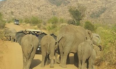 Entabeni Guided game drive at Haakdoring