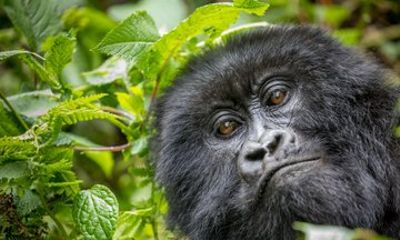 2 Day Gorilla Trekking Tour in Volcanoes NP