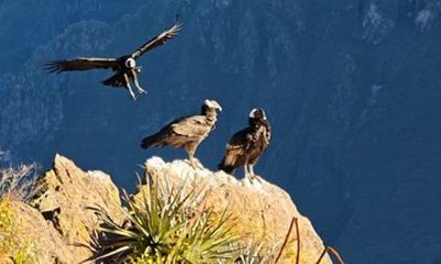 Colca Canyon One Day Tour Hike Condor Viewpoint Inca Trail