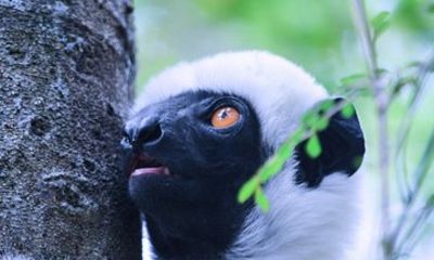 Madagascar’s Rainforest Andasibe and Palmarium Reserve