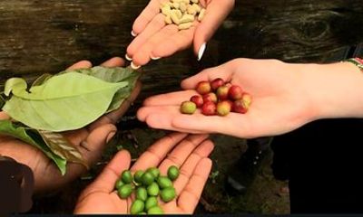 Arusha Coffee Tour From Bean to Cup