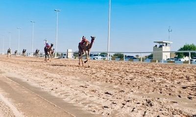 Camel Racing Track and Sheikh Faisal Museum Tour