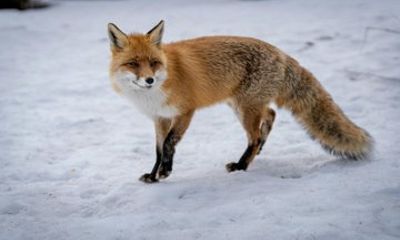 Rovaniemi : Ranua Wild Life Park Tour with Transfers