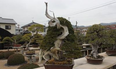 Takamatsu Bonsai Experience with Local Growers