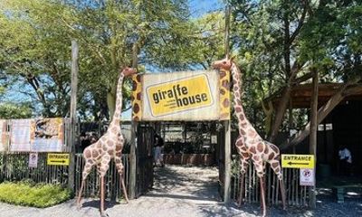 Giraffe House Cheetah Outreach and Stellenbosch Wine Private Tour