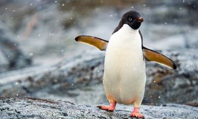 Antarctica 360 - CG Gallery | Lloret de Mar