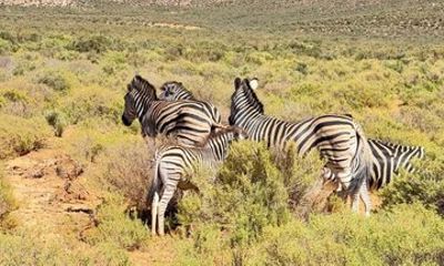 Shared Big 5 Safari and Wine Tasting Full Day Tour