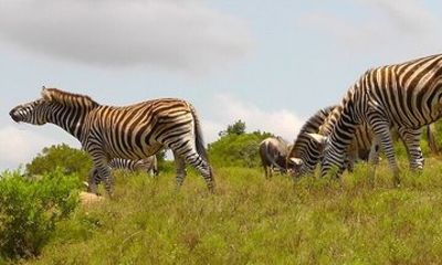Schotia Game Reserve Big 5 Safari With African Bush Dinner