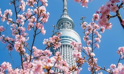 Tokyo Meiji Shrine and Skytree Bus Tour with Cruise