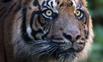 Pench National Park 3 Days and 2 Nights Tour from Nagpur