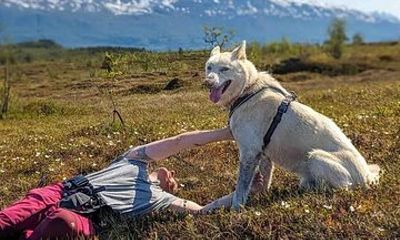 A Husky Walk To Remember In Lapland