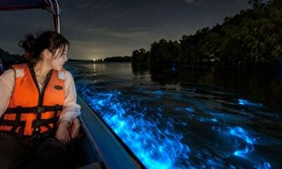 Private Kuala Selangor Fireflies and Blue Tears Tour with Dinner