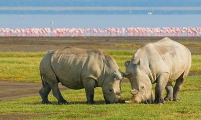 4 days Maasai Mara and Lake Nakuru Group Safari