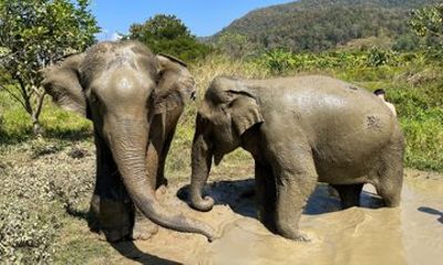 Elephant Viewing Tamarind Craft and Waterfall