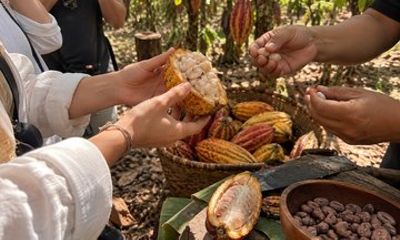 Cacao Origins Gastronomic Tour Experience in Cuenca