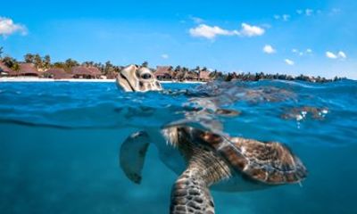 Swim with Turtles and Explore Cenotes Snorkeling Adventure