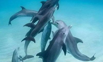 Dolphin Mnemba Snorkeling and Spice Farm Full Day Tour