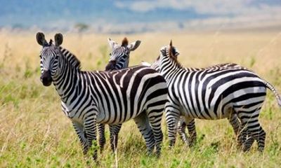 Private Maasai Mara National Reserve 3 Day Safari