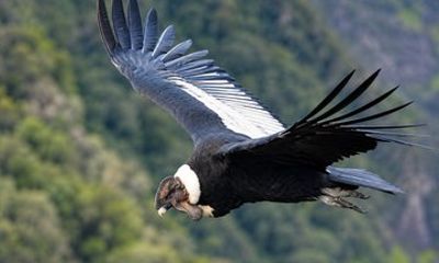 2 Day Condor Sanctuary & Guango Cloud Forest Reserve