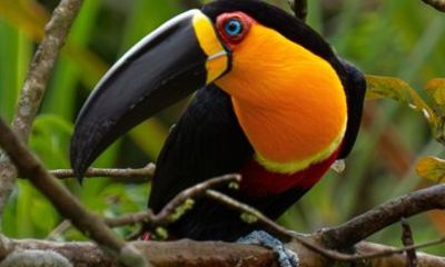 Rio Rainforest Hike Nature Life animals and Waterfalls