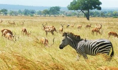 Selous Safari from Zanzibar to Nyerere National Park Day Trip