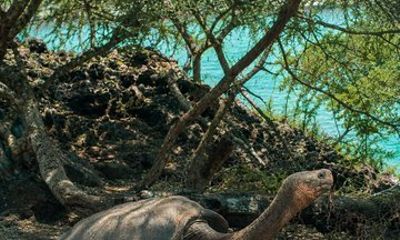 Galapagos Santa Cruz 4 days of adventure with hotel and meals