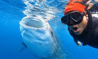Whaleshark Snorkeling in La Paz