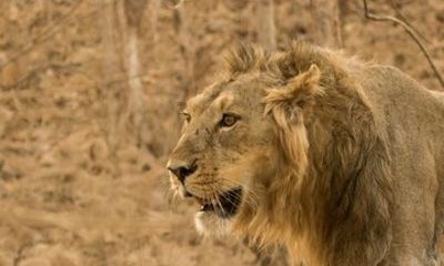 Aquila Big Five Safari with Cape Winelands Wine Tasting