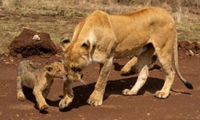 Private 5 Day Maasai Mara Nakuru Naivasha Safari
