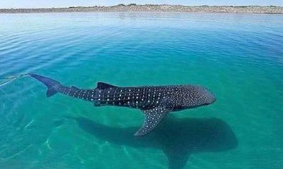 Whale Shark Tour