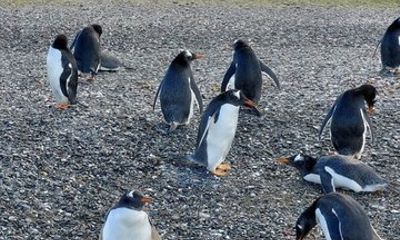 Small Boat Penguin Experience at Martillo Island from Ushuaia