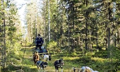 Husky Cart Adventure in Wilderness BBQ 4 to 6 km Self Drive