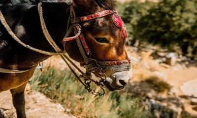 From Heraklion Lasithi and Agios Nikolaos Culture day trip