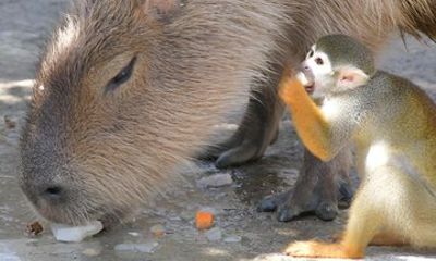Puerto Plata City Tour with Capybaras and Monkeys