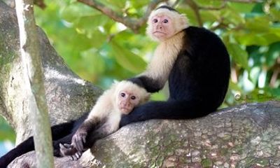 Private City Tour with Animals and Chocolate and Rum Factor